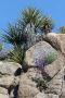 13JoshuaTree - 32